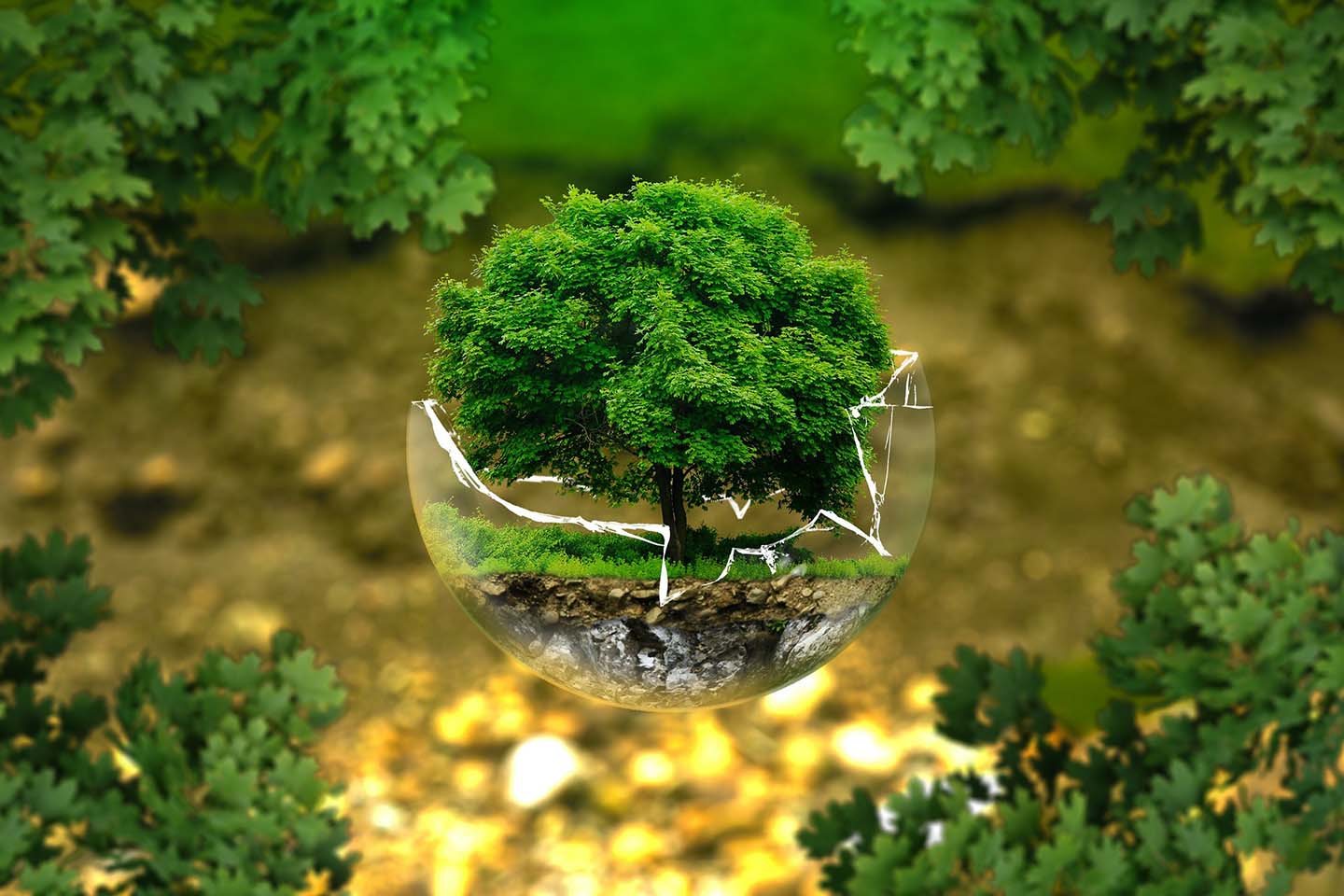 Baum in einer zerbrochenen Glasschale